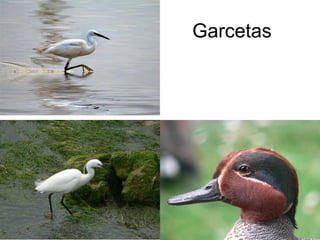 Garcetas
 