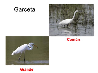 Garceta
Grande
Común
 