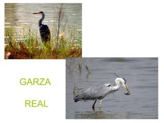 GARZA
REAL
 