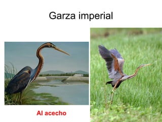 Garza imperial
Al acecho
 