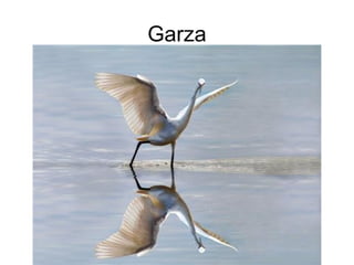 Garza
 