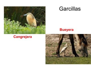 Garcillas
Bueyera
Cangrejera
 