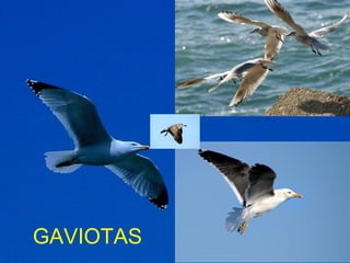 GAVIOTAS
 