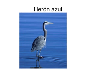 Herón azul
 