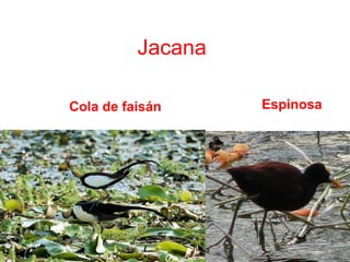 Jacana
Cola de faisán Espinosa
 