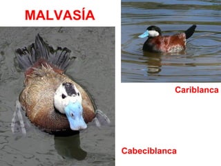 MALVASÍA
Cariblanca
Cabeciblanca
 