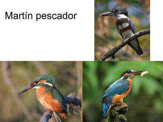 Martín pescador
 