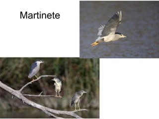 Martinete
 