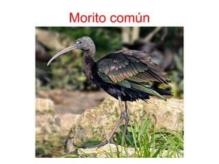 Morito común
 