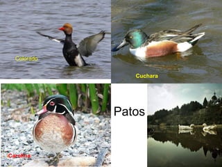 Patos
Cuchara
Carolina
Colorado
 
