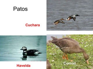 Patos
Cuchara
Havelda
Común
 