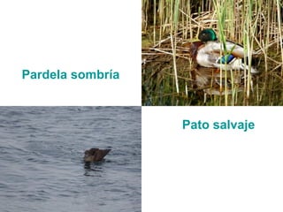 Pardela sombría
Pato salvaje
 