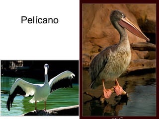 Pelícano
 