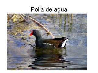Polla de agua
 