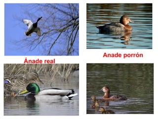 Ánade real
Anade porrón
 