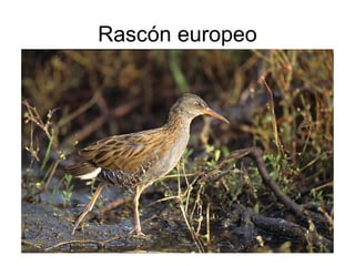 Rascón europeo
 