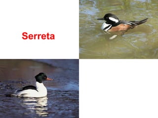 Serreta
 