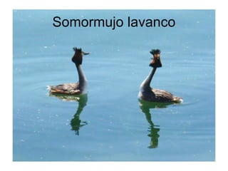 Somormujo lavanco
 