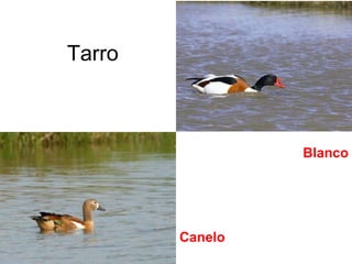 Tarro
Blanco
Canelo
 