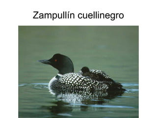 Zampullín cuellinegro
 