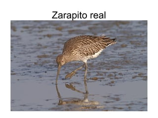 Zarapito real
 