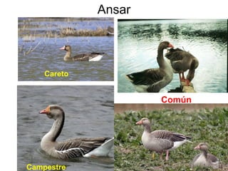 Ansar
Campestre
Careto
Común
 