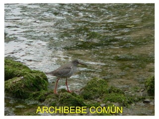 ARCHIBEBE COMÚN
 