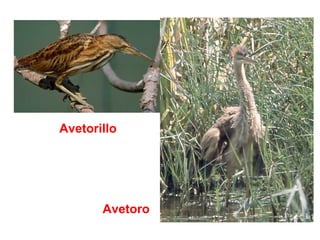 Avetorillo
Avetoro
 