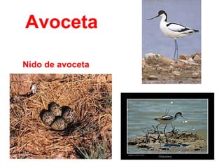 Avoceta
Nido de avoceta
 