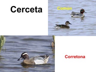 Cerceta Común
Corretona
 