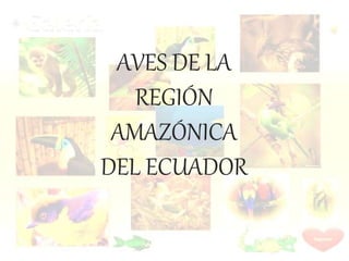 Aves de la Región Amazónica del Ecuador | PPTX