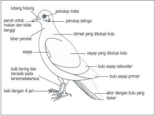 Aves (bio 1)