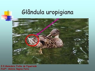 Glândula uropigiana 
