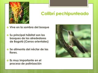 Colibrí pechipunteado
 Vive en la sombra del bosque
 Su principal hábitat son los
bosques de los alrededores
de Bogotá (Cerros orientales)
 Se alimenta del néctar de las
flores.
 Es muy importante en el
proceso de polinización
 