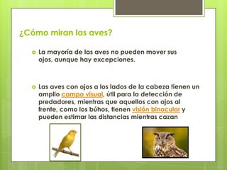 ¿Cómo miran las aves?
 La mayoría de las aves no pueden mover sus
ojos, aunque hay excepciones.
 Las aves con ojos a los lados de la cabeza tienen un
amplio campo visual, útil para la detección de
predadores, mientras que aquellos con ojos al
frente, como los búhos, tienen visión binocular y
pueden estimar las distancias mientras cazan
 