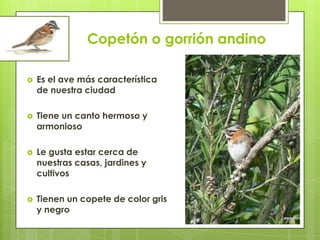 Copetón o gorrión andino
 Es el ave más característica
de nuestra ciudad
 Tiene un canto hermoso y
armonioso
 Le gusta estar cerca de
nuestras casas, jardines y
cultivos
 Tienen un copete de color gris
y negro
 