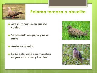 Paloma torcaza o abuelita
 Ave muy común en nuestra
cuidad
 Se alimenta en grupo y en el
suelo
 Anida en parejas
 Es de color café con manchas
negras en la cara y las alas
 