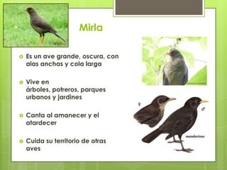 Mirla
 Es un ave grande, oscura, con
alas anchas y cola larga
 Vive en
árboles, potreros, parques
urbanos y jardines
 Canta al amanecer y el
atardecer
 Cuida su territorio de otras
aves
 