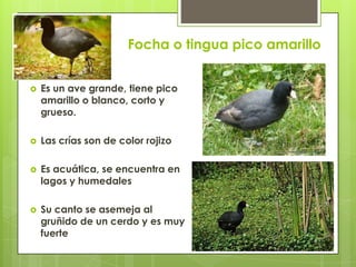 Focha o tingua pico amarillo
 Es un ave grande, tiene pico
amarillo o blanco, corto y
grueso.
 Las crías son de color rojizo
 Es acuática, se encuentra en
lagos y humedales
 Su canto se asemeja al
gruñido de un cerdo y es muy
fuerte
 