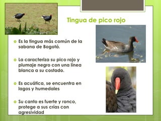 Tingua de pico rojo
 Es la tingua más común de la
sabana de Bogotá.
 La caracteriza su pico rojo y
plumaje negro con una línea
blanca a su costado.
 Es acuática, se encuentra en
lagos y humedales
 Su canto es fuerte y ronco,
protege a sus crías con
agresividad
 