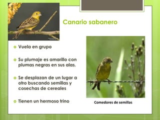 Canario sabanero
Comedores de semillas
 Vuela en grupo
 Su plumaje es amarillo con
plumas negras en sus alas.
 Se desplazan de un lugar a
otro buscando semillas y
cosechas de cereales
 Tienen un hermoso trino
 