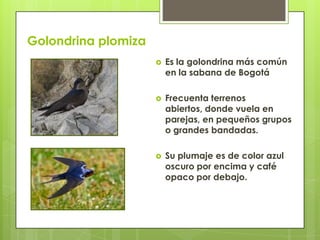 Golondrina plomiza
 Es la golondrina más común
en la sabana de Bogotá
 Frecuenta terrenos
abiertos, donde vuela en
parejas, en pequeños grupos
o grandes bandadas.
 Su plumaje es de color azul
oscuro por encima y café
opaco por debajo.
 
