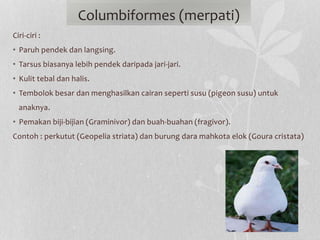 Ciri-ciri :
• Paruh pendek dan langsing.
• Tarsus biasanya lebih pendek daripada jari-jari.
• Kulit tebal dan halis.
• Tembolok besar dan menghasilkan cairan seperti susu (pigeon susu) untuk
anaknya.
• Pemakan biji-bijian (Graminivor) dan buah-buahan (fragivor).
Contoh : perkutut (Geopelia striata) dan burung dara mahkota elok (Goura cristata)
Columbiformes (merpati)
 