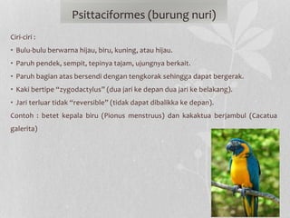 Ciri-ciri :
• Bulu-bulu berwarna hijau, biru, kuning, atau hijau.
• Paruh pendek, sempit, tepinya tajam, ujungnya berkait.
• Paruh bagian atas bersendi dengan tengkorak sehingga dapat bergerak.
• Kaki bertipe “zygodactylus” (dua jari ke depan dua jari ke belakang).
• Jari terluar tidak “reversible” (tidak dapat dibalikka ke depan).
Contoh : betet kepala biru (Pionus menstruus) dan kakaktua berjambul (Cacatua
galerita)
Psittaciformes (burung nuri)
 