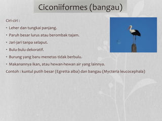 Ciri-ciri :
• Leher dan tungkai panjang.
• Paruh besar lurus atau berombak tajam.
• Jari-jari tanpa selaput.
• Bulu-bulu dekoratif.
• Burung yang baru menetas tidak berbulu.
• Makanannya ikan, atau hewan-hewan air yang lainnya.
Contoh : kuntul putih besar (Egretta alba) dan bangau (Mycteria leucocephala)
Ciconiiformes (bangau)
 