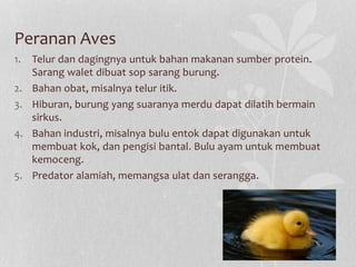 Peranan Aves
1. Telur dan dagingnya untuk bahan makanan sumber protein.
Sarang walet dibuat sop sarang burung.
2. Bahan obat, misalnya telur itik.
3. Hiburan, burung yang suaranya merdu dapat dilatih bermain
sirkus.
4. Bahan industri, misalnya bulu entok dapat digunakan untuk
membuat kok, dan pengisi bantal. Bulu ayam untuk membuat
kemoceng.
5. Predator alamiah, memangsa ulat dan serangga.
 