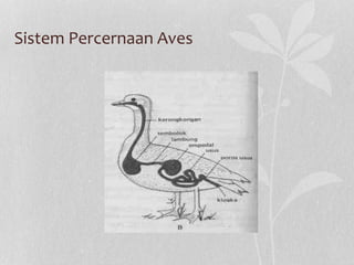 Sistem Percernaan Aves
 