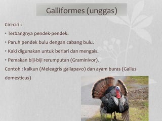 Galliformes (unggas)
Ciri-ciri :
• Terbangnya pendek-pendek.
• Paruh pendek bulu dengan cabang bulu.
• Kaki digunakan untuk berlari dan mengais.
• Pemakan biji-biji rerumputan (Graminivor).
Contoh : kalkun (Meleagris gallapavo) dan ayam buras (Gallus
domesticus)
 