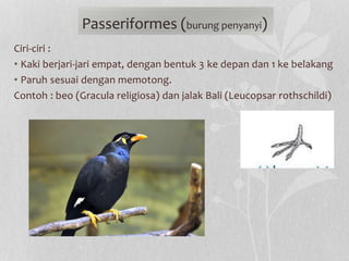 Ciri-ciri :
• Kaki berjari-jari empat, dengan bentuk 3 ke depan dan 1 ke belakang
• Paruh sesuai dengan memotong.
Contoh : beo (Gracula religiosa) dan jalak Bali (Leucopsar rothschildi)
Passeriformes (burung penyanyi)
 