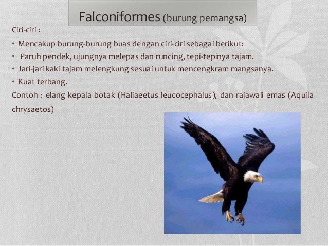 510+ Gambar Burung Elang Dan Keterangannya Terbaru